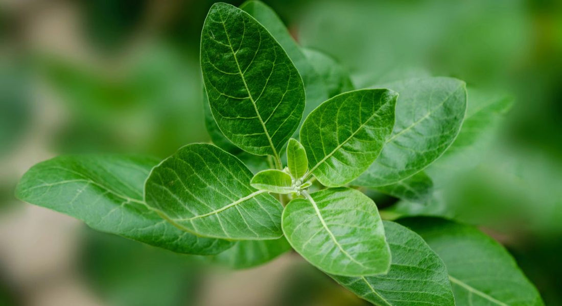 Ashwagandha Supplements Hong Kong