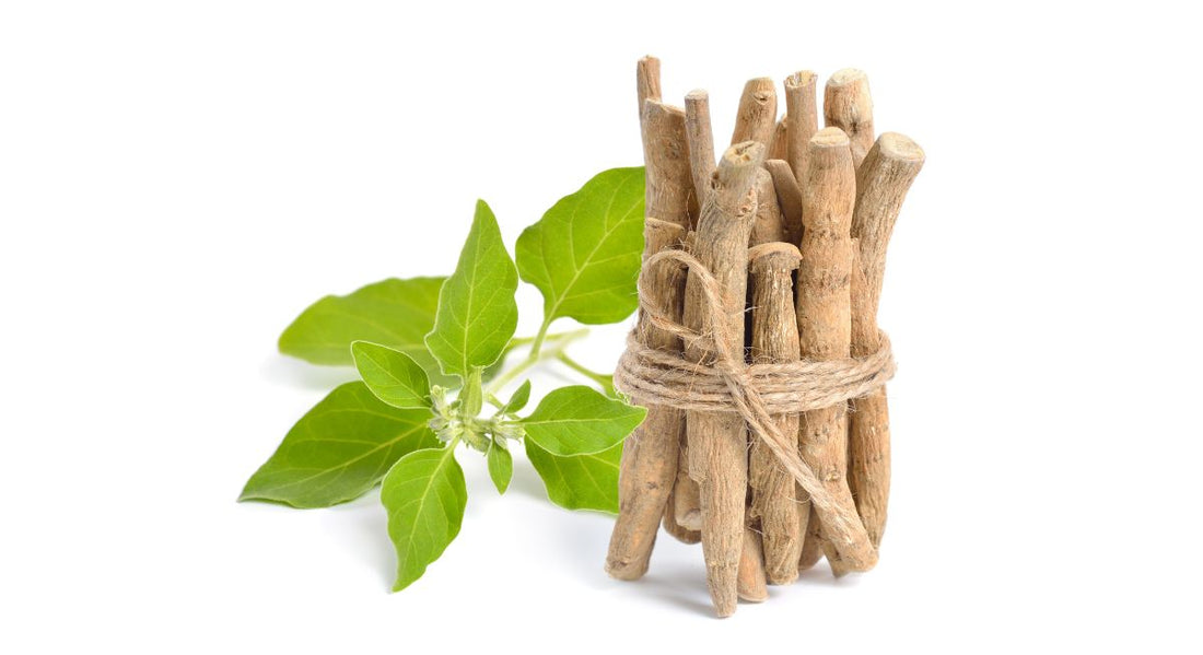 Ashwagandha vs Rhodiola